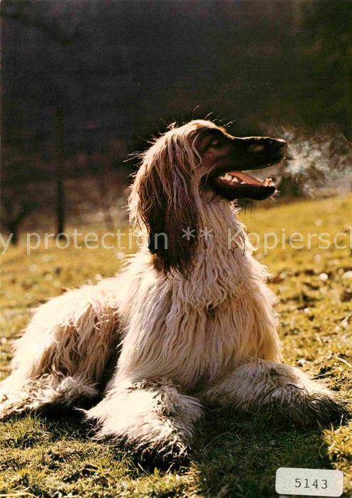 Hunde Afghane
