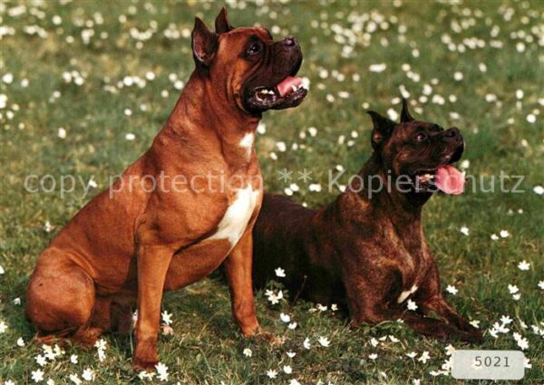 Hunde Boxer
