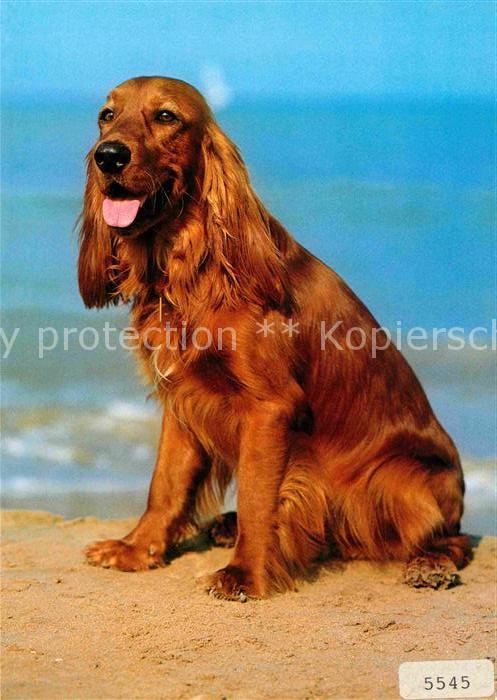 Hunde Cockerspaniel Epagneul