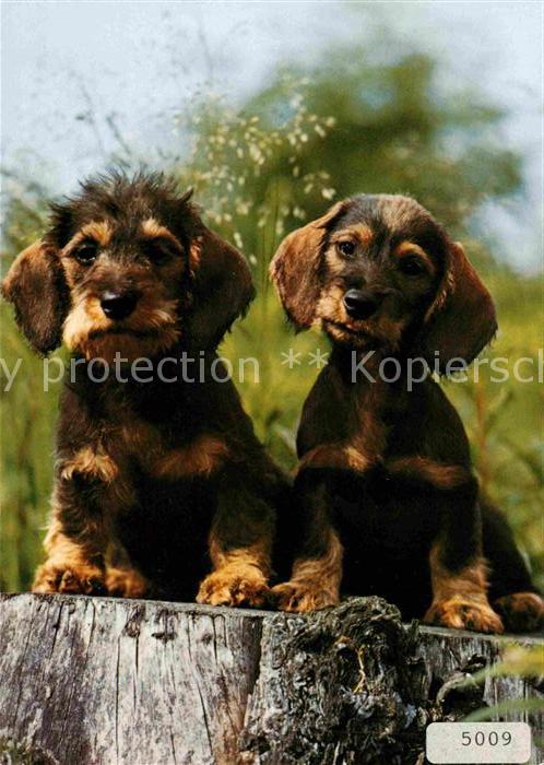 Dackel Dachshund Teckel Hunde dogs Chien Rauhaardackel Teckel Dachshund