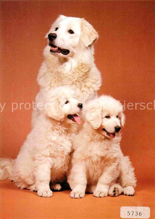Hunde Kuvasz