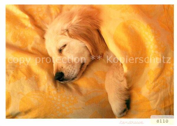 Hunde