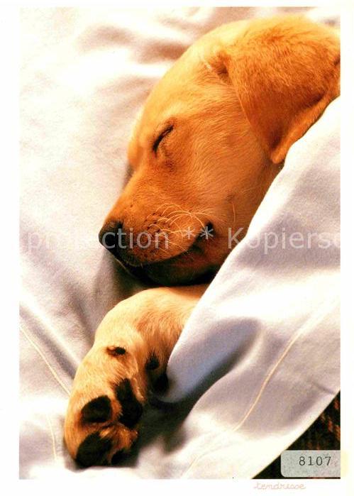 Hunde