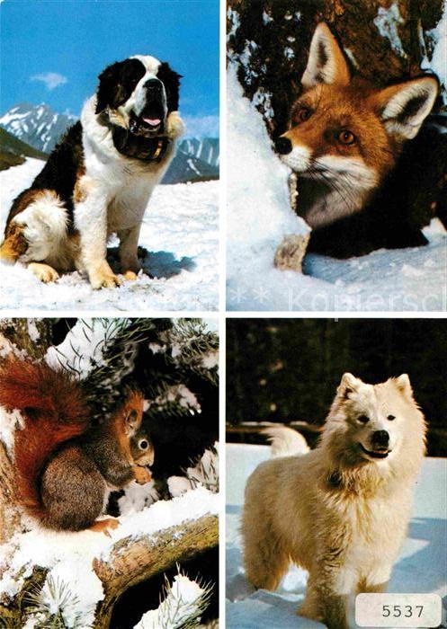 Bernhardiner Fuchs Eichhörnchen Samojede