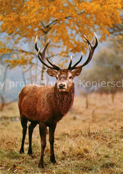Hirsch Rothirsch Cerf Stag Cervus elaphus