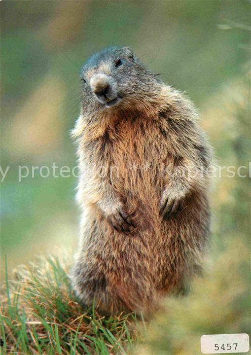 Murmeltier Marmotte Marmot