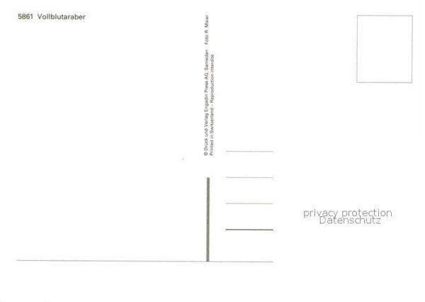 Pferde Vollblutaraber – Bild 2