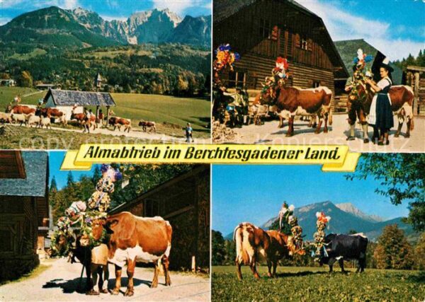 Kuehe Almabtrieb Berchtesgadener Land