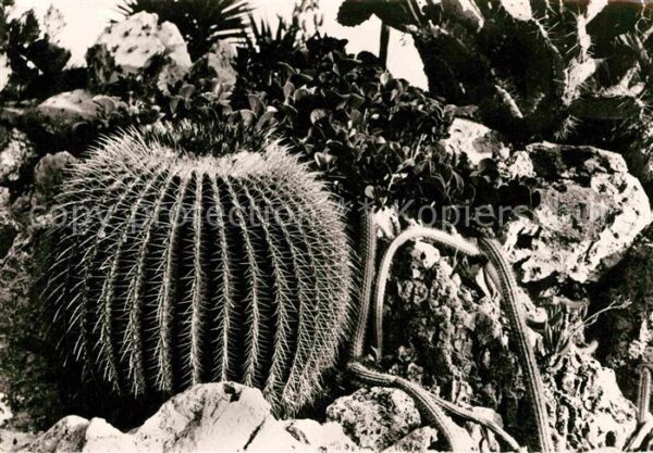 Kakteen Jardin Exotique de Monaco Echinocactus