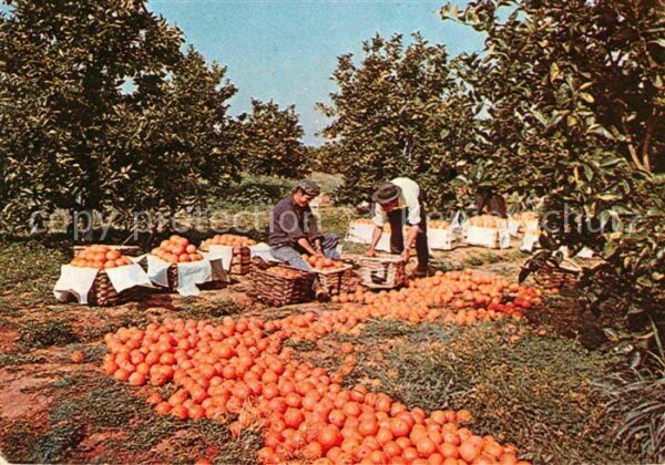 Orangen Oranges Algarve Portugal
