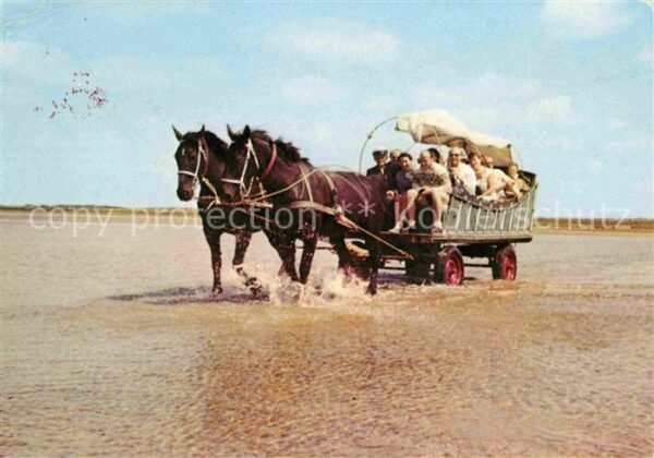 Pferde Huifkar Pferdewagen Terschelling Hollan