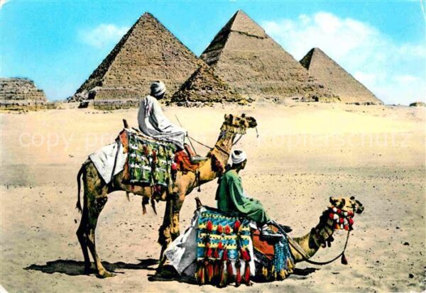 Kamel  Camel Chameau Giza-Pyramiden-Gruppe