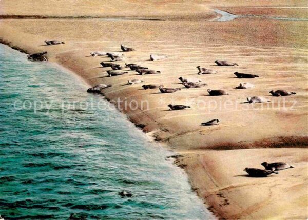 Seehunde Robben Sandbank