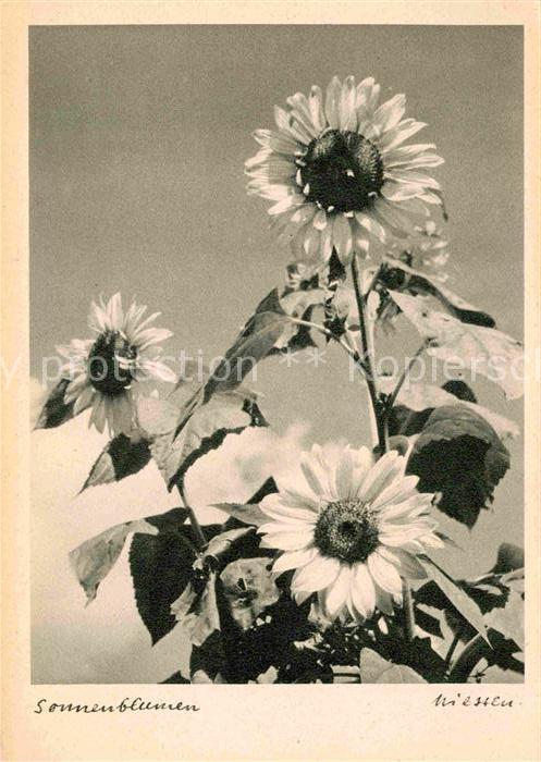 Blumen Sonneblumen Verlag Niessen Nr. 5022