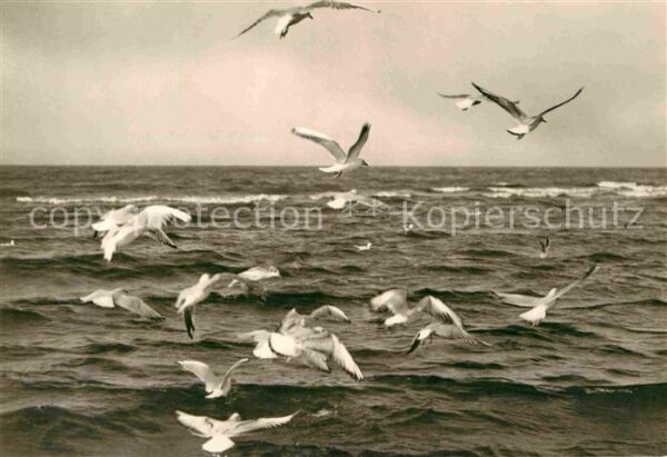 Moewen Ostsee Bezirk Rostock