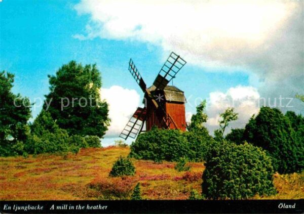 Oeland En ljungbacke Mill in the heather Windm
