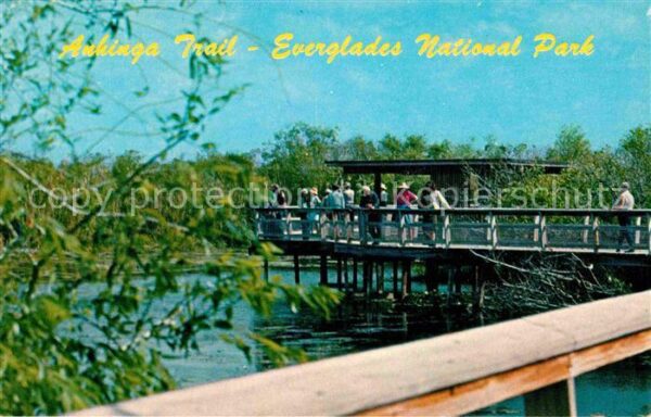 Florida US-State Anhinga Trail Everglades