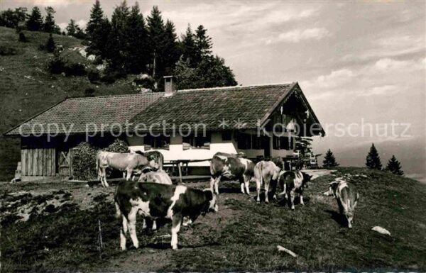 Nussdorf Inn Dafner Alm am Heuberg Almvieh Kühe