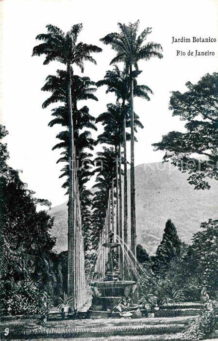 Rio de Janeiro Jardim Botanico Botanischer Garten Palm