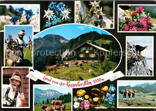 Nesselwang Kappeler Alm Alpenflora Gemse Hornbläse