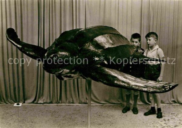 Stralsund Mecklenburg Vorpommern Meereskundliches Museum Lederschildkröt