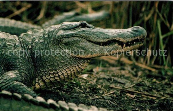 Krokodile Twelve Foot Bull Alligator Rockefeller