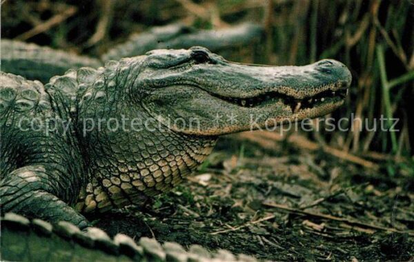 Krokodile Twelve Foot Bull Alligator Rockefeller
