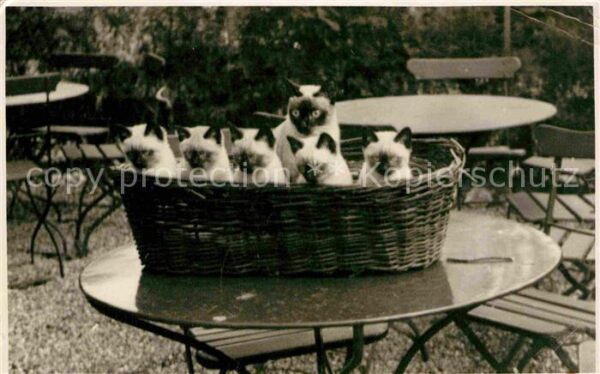 Katzen