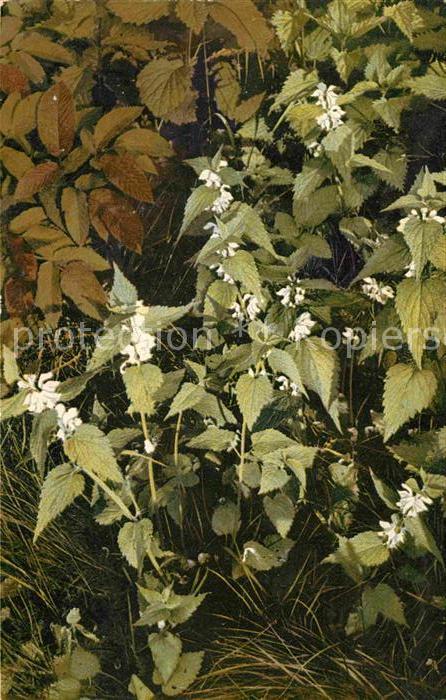 Pflanzen Lamium album Taubnessel