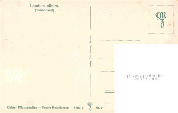 Pflanzen Lamium album Taubnessel – Bild 2