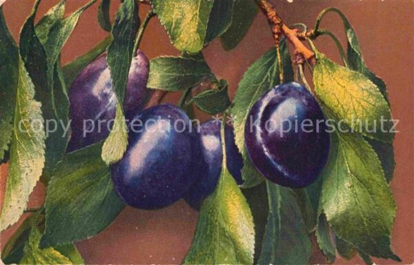 Obst Pflaumen