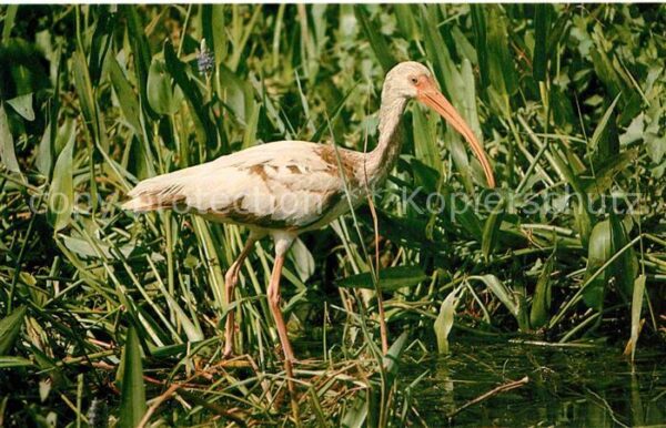Voegel White Ibis Everglades National Park Flo
