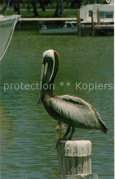 Voegel Brown Pelican Everglades National Park