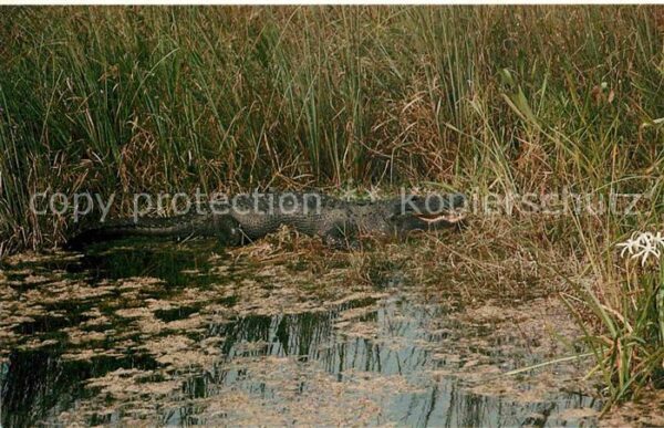 Krokodile Alligator Everglades National Park Flor