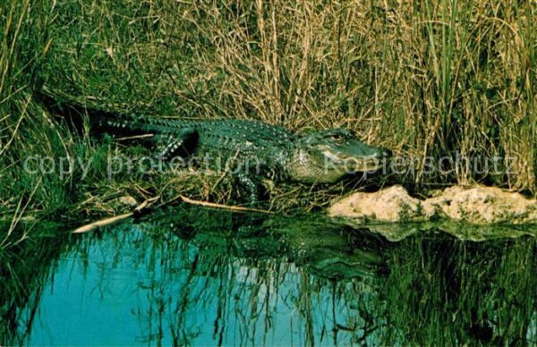 Krokodile Alligator Everglades National Park Flor