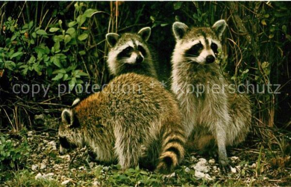 Tiere Raccoon Everglades National Park Florid