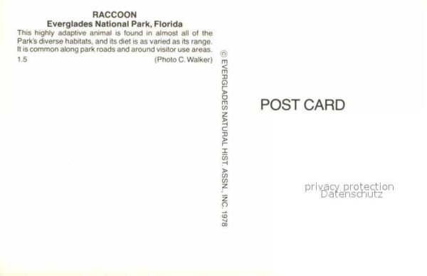 Tiere Raccoon Everglades National Park Florid – Bild 2