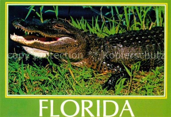 Krokodile Florida Alligator