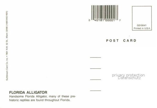 Krokodile Florida Alligator – Bild 2