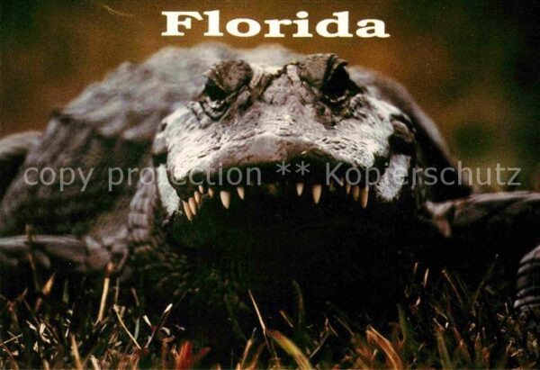 Krokodile Florida