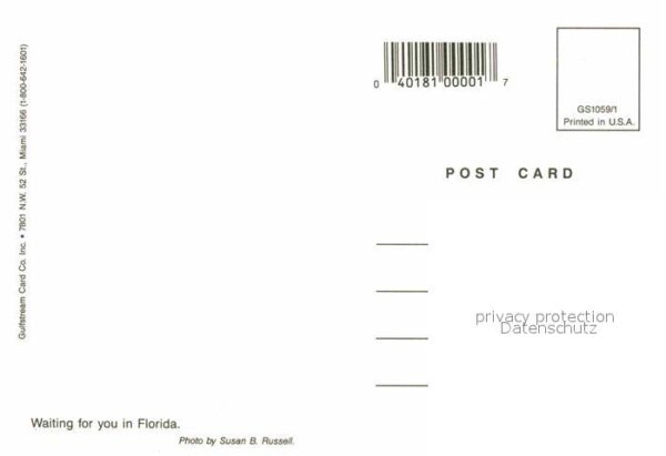 Krokodile Florida – Bild 2