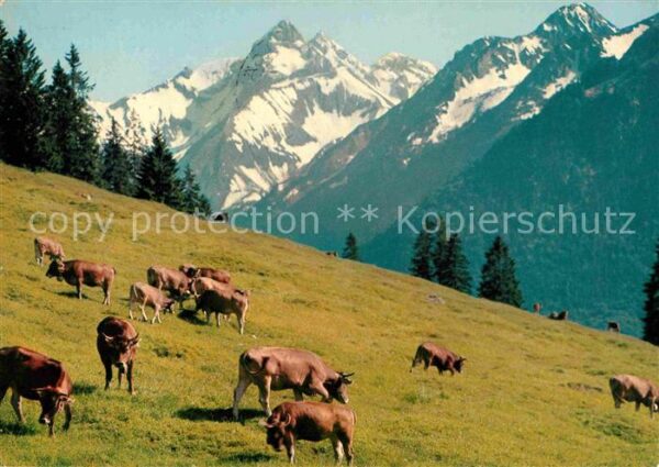 Kuehe Bergkühe Allgäu