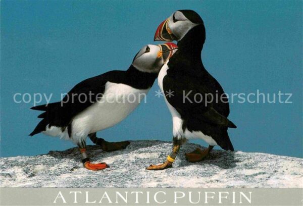 Voegel Atlantic Puffin Genus Eastern Egg Rock