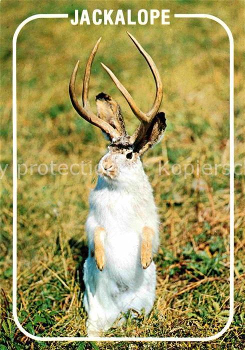 Tiere Western Jackalope