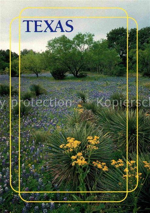 Kakteen Cactus and Bluebonnets Texas