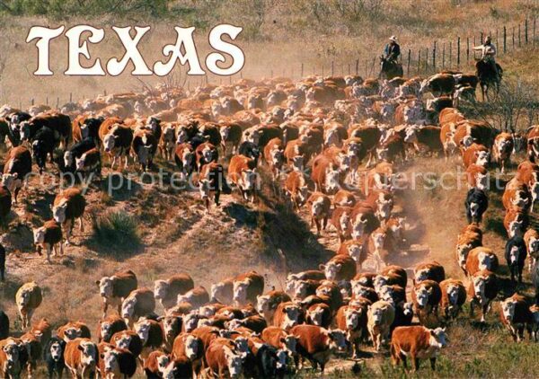 Cowboys Texas Cattle Drive