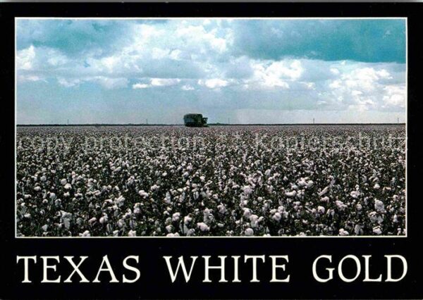 Baumwolle Cotton Wool Texas White Gold