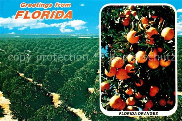 Orangen Oranges Florida