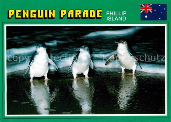 Pinguin Fairy Penguins Summerland Beach Philipp