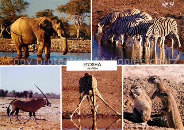 Tiere Etosha Namibia Elefant Zebra Giraffe Sp